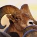 EcoTour Adventures - Yellowstone Park Winter Tours - Wildlife Guaranteed! Customized educational tours, first class service, small groups, on foot and by roof hatched vehicles with competitive prices. #1 on TripAdvisor!