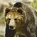 Grizzly & Wolf Discovery Center - A not-for-profit educational preserve protecting grizzly bears and gray wolves for research purposes. Come photograph, video and view these animals in a natural setting.