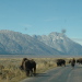 GaperGuide – Explore on your own! - Leave the human herds in your rearview mirror and discover Yellowstone and Grand Teton's views of untamed wildlife and landscape on your own.  Audio tour: your car, your pace.