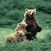 Alltrans Grayline National Park Tours - Join us for a relaxing day of sightseeing in Yellowstone National Park. Tours narrated by professional guides trained in ecology, geology & history of the park. Book today!