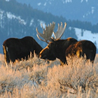 Outdoor Adventures - National Park Safaris