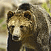 See Live Bears & Wolves Throughout the Year - Video & photograph live bears & wolves at this not-for-profit Grizzly & Wolf Discovery Center and educational facility. Get a fascinating view into their worlds.