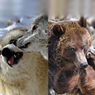 Grizzly & Wolf Center - Year-Round Live Animals