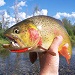 Fish the Fly - Expert guide service offering float & wade fishing trips on all local waters. Exclusive access to remote backcountry creeks! Fishing gear included, lunch prepared streamside.