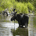 Grand Teton Tours - Explore Yellowstone and Grand Teton National Park with a 10 year veteran tour guide well versed in history, flora, flauna, geology, wildlife, and Jackson Hole Lore!