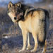 Scenic Safaris - National Park Safaris - Wildlife & Scenic Safari Tours in YellowstoneNational Park & Grand Teton National Park. Make your reservation in April  for anytime during summer and receive 10% off!