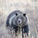 BrushBuck Wildlife and Scenic Tours - Providing quality, private wildlife and scenic tours in Yellowstone & Grand Teton National Parks. Enjoy public or private tours, multi-day and combination tours. Book today!