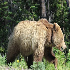 BrushBuck Guides - Scenic Park Safaris