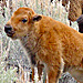 Yellowstone National Park Lodges - Enjoy a great experience and value with our Summer Adventure packages. Programs include lodging, meals, tours, transportation, and more. Call or click for more information.