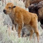 Yellowstone NP Lodges - Spring Discount Pckgs