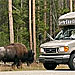 SeeYellowstone - Summer Park Tours - Affordable daily tours in our air-conditioned vans provide easy access for all ages. Picnic meal included. Rates vary with park location and trip duration. See our options.