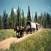 Teton Wagon Train & Horse Adventure - Relive the experiences of early pioneers who expanded our nation's frontiers. Come spend 4 days & 3 nights on the wagon train. Rugged comfort for all!