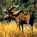 Adventure Yellowstone Year-Round Park Tours - Hands-on excursions into Yellowstone to see animals up close by hiking/skiing into their natural environs. Ideal for families, couples and photographers wanting close access.