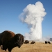 YLoop Road Trips: Yellowstone Guided Tours - Guided tours to uncommon destinations in and near Yellowstone & Cody. See Native American Petroglyphs, Wildlife & Historical areas. Hiking, too. Great for kids and adults!