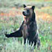 Wolf Tracker Tours & Treks - bear viewing tours - The Wild Side provides expert naturalist guides to observe wolves, bears, moose, bighorn sheep, bison, birds of prey and more. Select from day trips or multi-day packages.