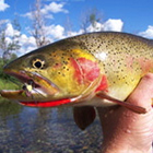 Fish The Fly - Expert guide service!