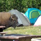 Yellowstone NP Lodges - RV Around Yellowstone
