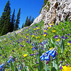 Off the Beaten Path - Yellowstone Packages