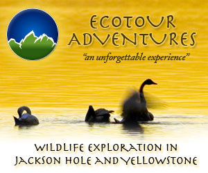 EcoTour Adventures - Jackson Hole Wildlife Tours
Jackson Hole Eco Tour Adventures offers a variety of wildlife viewing in the Jackson Hole, Grand Teton, and Yellowstone Ecosystems. Eco Tour Adventures focuses on creating a sustainable touring business to help protect the wild nature of our environment.