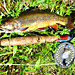 Beartooth Plateau Outfitters & Orvis Fly Shop - Rely on Orvis quality gear right in Cooke City. Offering guided trips to local lakes & streams and backcountry pack trips. Plus, inside Yellowstone trips to Slough & Lamar.