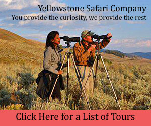 Yellowstone Safari Company - Yellowstone Safari Company - a premier outfitter providing guided day and multi-day package tours to Yellowstone's most popular areas where wildlife abound. For winter, view bison, elk, wolves, sheep and more in the Lamar Valley, In summer, see everything across the Hayden Valley.