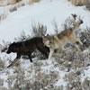 UpStream Anglers & Outdoor Adventures - LOCALLY OWNED by Wyoming native, Greg Falk. PRIVATE OVERNIGHT WOLF SAFARI in Yellowstone National Park. The BEST WILDLIFE EXPERIENCE! Great for Families! AVAILABLE YEAR-ROUND.