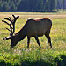 Yellowstone Alpen Guides - Yellowstone Van Tours - Family and group tours of Yellowstone with complete access to photographing wildlife and park scenery all summer long. In winter, see the sites in our historic snowcoaches.