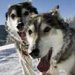 Jackson Hole Iditarod Sled Dog Tours - A great way to soak in the hot springs. Powered by veteran sled dogs, your tour includes taking the reins of the sled dog team and a delicious lunch.