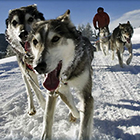 Iditarod Sled Dog Tours - Experience This!