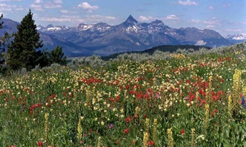 Beartooth Scenic Highway Cody Wyoming Cooke City Montana