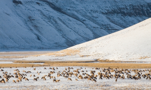 National Elk Refuge Jackson Wyoming