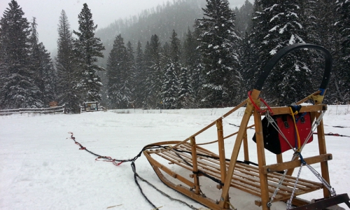 Yellowstone Dog Sledding