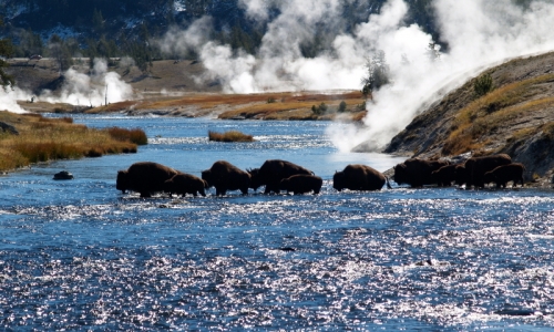 Bison along the Firehole River