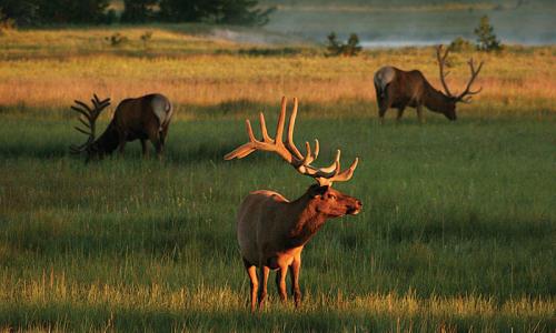 2786_jQ3it_Elk_in_Yellowstone_md.jpg