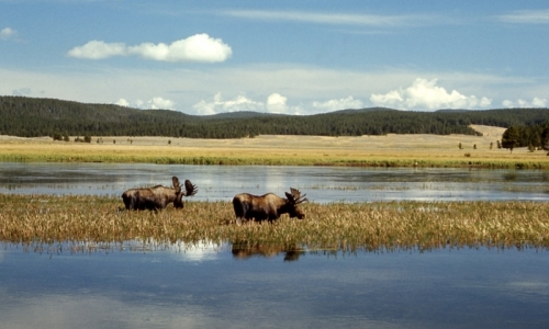 Yellowstone Park Wildlife