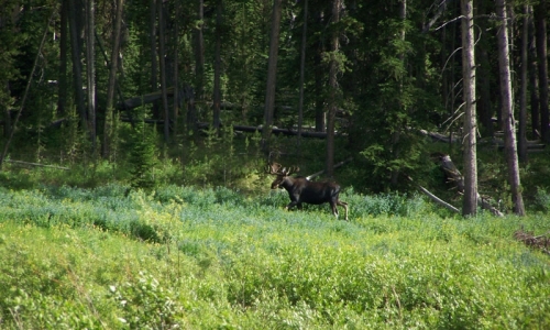 Moose in Yellowstone