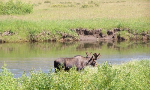 Yellowstone Moose