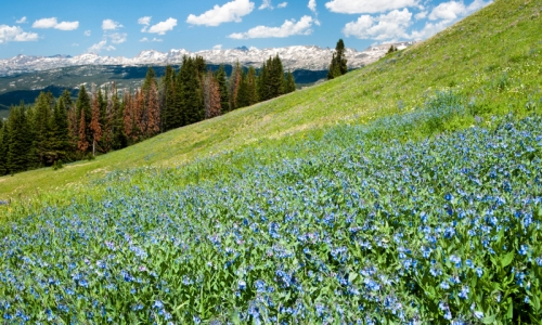Beartooth Mountains Shoshone National Forest