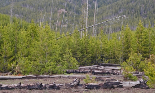Yellowstone Fires 1988