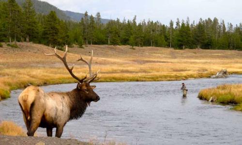 Elk watching over an Angler along the Firehole River in Yellowsotne National Park