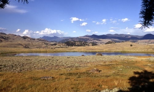 Yellowstone Lamar River