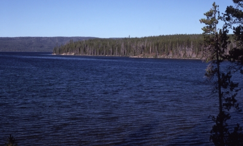 Shoshone Lake Yellowstone National Park
