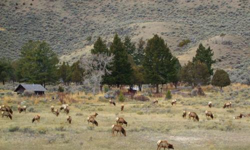 Mammoth Hot Springs Campground in Yellowstone