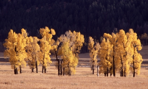 Lamar Valley