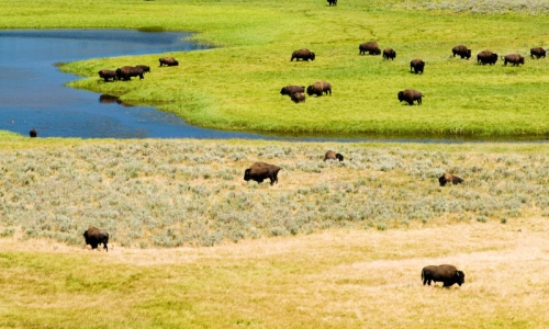 Bison Buffalo Wildlife Yellowstone