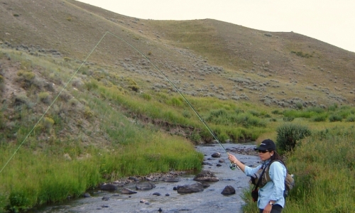 Blacktail Deer Creek Yellowstone Fishing Stream