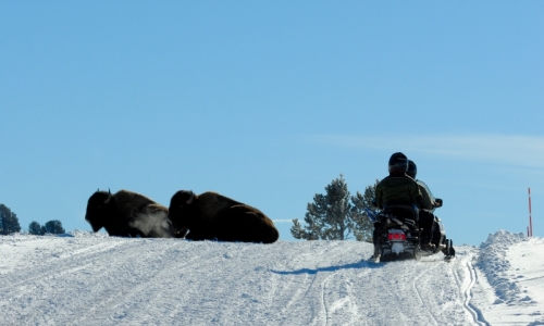 Yellowstone Snowmobile