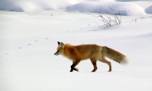 Yellowstone National Park Winter Snow Wildlife Tour