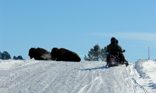 Snowmobiling Tour Yellowstone National Park Bison Wildlife