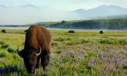 Bison in Yellowstone National Park Bison in Yellowstone National Park